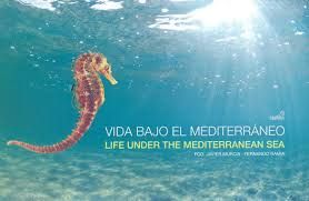 VIDA BAJO EL MEDITERRÁNEO = LIFE UNDER MEDITERRANEAN SEA