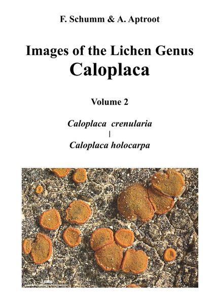 IMAGES OF THE LICHEN GENUS CALOPLACA, VOL 2                                     CALOPLACA CRENU